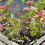 Azalka veľkokvetá (Azalea Mollis) ´HOMEBUSH´ - výška 40-60 cm, kont. C1L